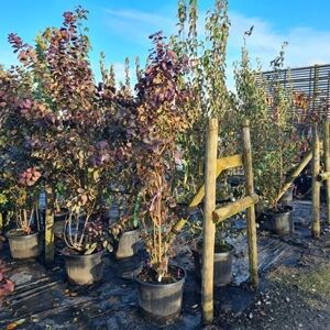 Cotinus coggygria 175-200 cm